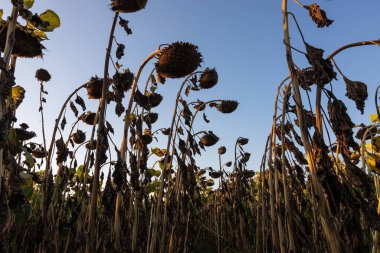 Tarlanın arka planında olgun bir ayçiçeği sepeti..