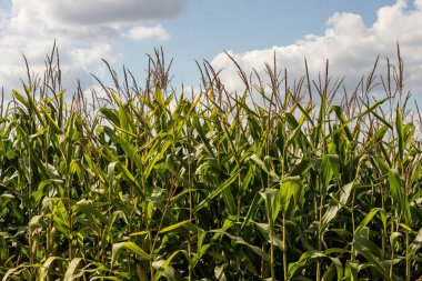 Güneşli ve mavi gökyüzünde mısır tarlası.