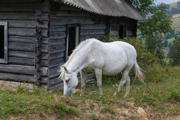 Белая Лошадь Фоне Дома Холме — стоковое фото