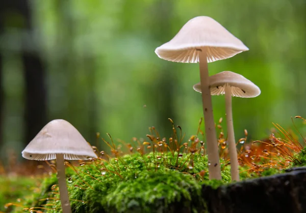 버섯의 아름다운 작용이죠 버섯모으기 Mushroom Photo Forest Photo Forest Background — 스톡 사진