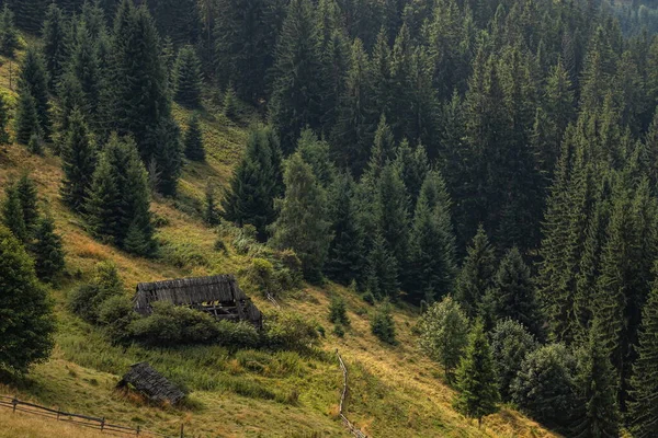 Pajiști Conifere Munți Într Însorită Fundal Forestier — Fotografie, imagine de stoc