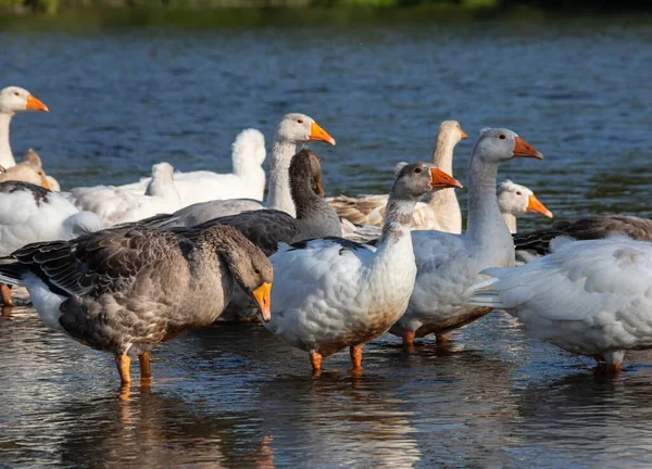 Vida Agrícola Bando Gansos Brancos Cinzentos Nada Uma Lagoa Azul — Fotografia de Stock