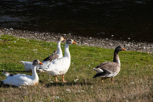 沿海高尔夫球场草地上的一群白鹅休息和觅食 — 图库照片