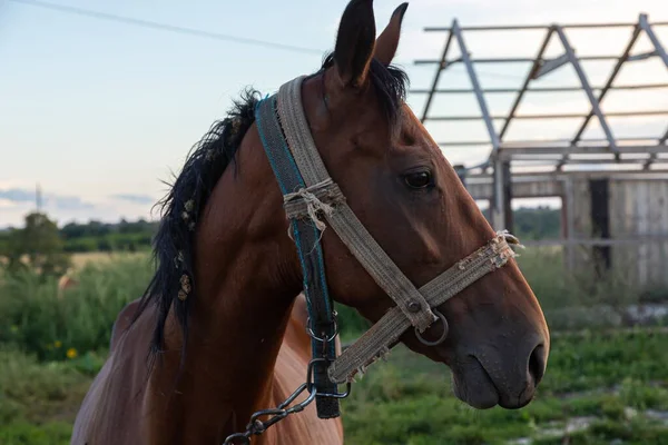 Ritratto Bel Cavallo Marrone Sfondo Blu Testa Cavallo — Foto Stock