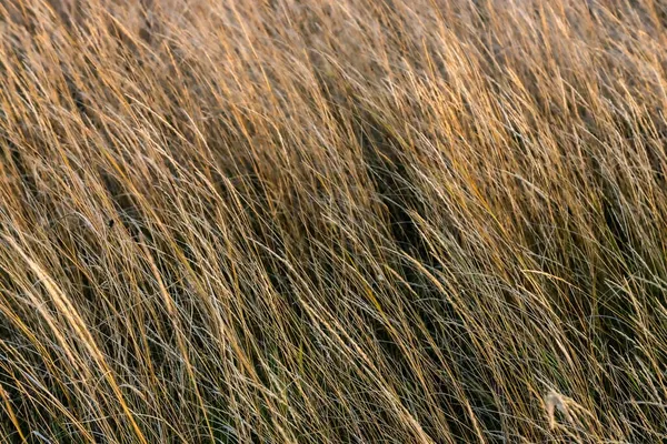 褐草花和阳 褐草花田 具有自然褐色背景 — 图库照片