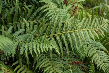 Doğal arka plan ve duvar kağıdı. Ormandaki güzel yeşil eğreltiotu yaprakları. Doğal eğreltiotu ile arka plan.