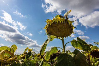 Tarlanın arka planında olgun bir ayçiçeği sepeti..