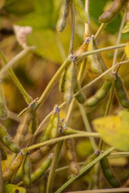 Hasat hazır sahada olgun soya fasulyesi.