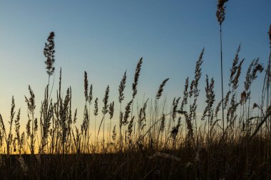 Kahverengi çimen çiçekleri ve güneş, kahverengi çimen çiçeği tarlası doğası kahverengi arka plan.
