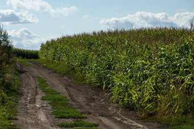 Güneşli ve mavi gökyüzünde mısır tarlası.
