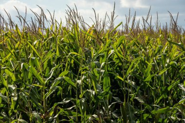 Güneşli ve mavi gökyüzünde mısır tarlası.