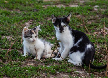 Küçük kedicik. Yavru kedi açık havada oynuyor. Çiftlikte yaşayan komik evcil hayvan. Sevimli evcil hayvan neşeli yaşam tarzı yaz mevsimi