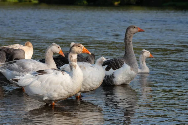 Gruppo Oche Bianche Frontali Che Riposano Nutrono Nei Prati Del — Foto Stock