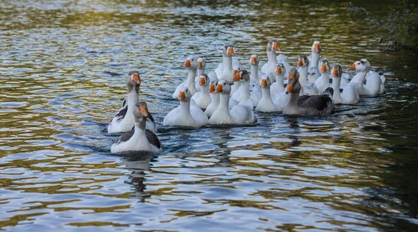 家鹅在水里游泳 河里有一群漂亮的白鹅 — 图库照片