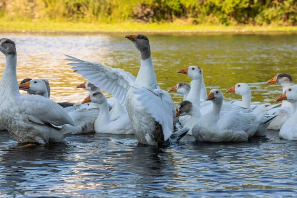 家鹅在水里游泳 河里有一群漂亮的白鹅 — 图库照片