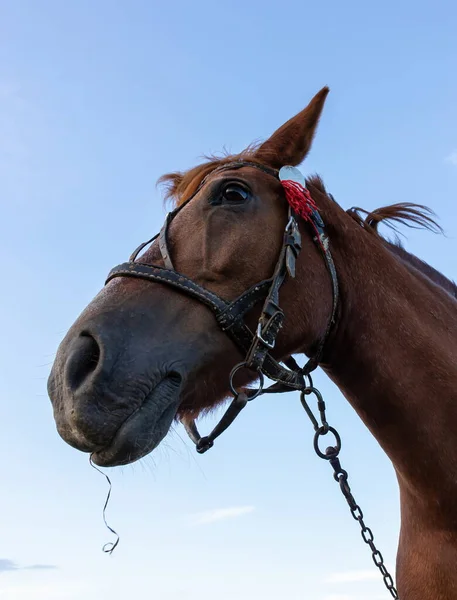 Portret Van Mooi Bruin Paard Blauwe Achtergrond Horse Head — Stockfoto