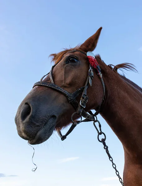 Portrait Nice Brown Horse Blue Background Horse Head — Stock Photo, Image