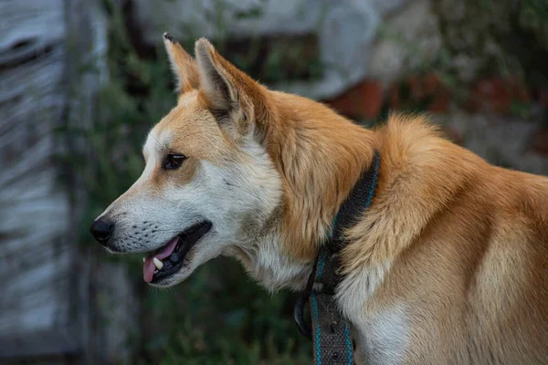 Roter Hund Auf Der Straße Mischlingshund Auf Einem Bauernhof Dorf — Stockfoto