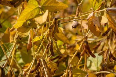 Hasat hazır sahada olgun soya fasulyesi.