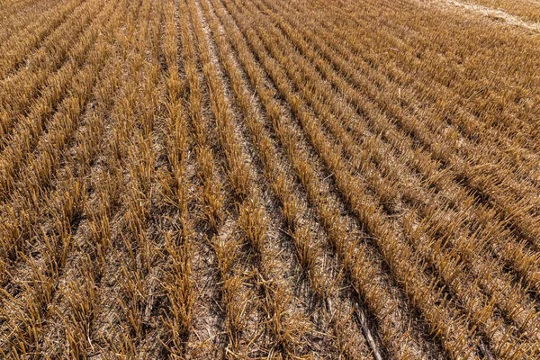 Stoppel Het Veld Oogst Snijd Stengels Van Granen Het Veld — Stockfoto