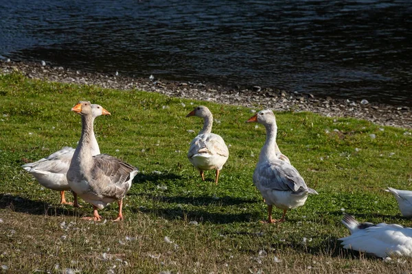 Kıyı Golf Sahasında Dinlenen Beslenen Beyaz Kazlardan Oluşan Bir Grup — Stok fotoğraf