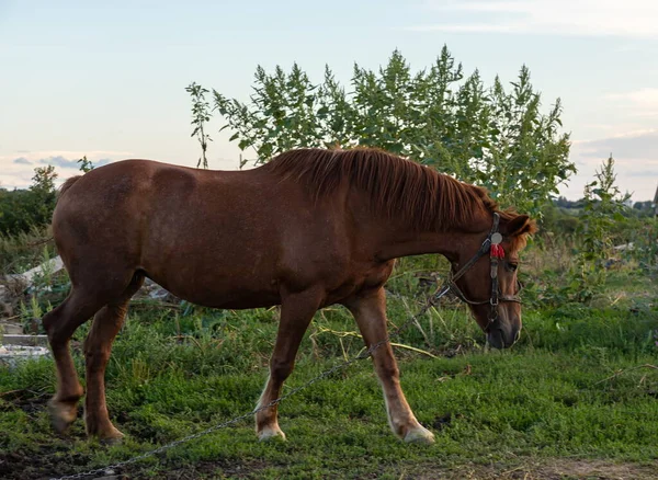 Mooi Bruin Paard Een Groene Achtergrond — Stockfoto