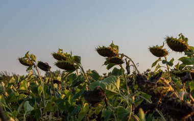 Tarlanın arka planında olgun bir ayçiçeği sepeti..