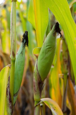Mısır alan ürün toplama ürün tesisi.