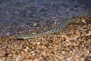 Natrix Tessellata sahildeki su yılanı..