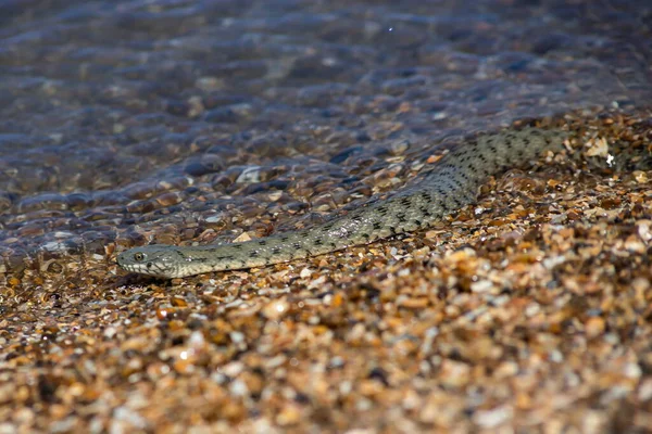 Natrix Tessellata Cobra Água Praia — Fotografia de Stock