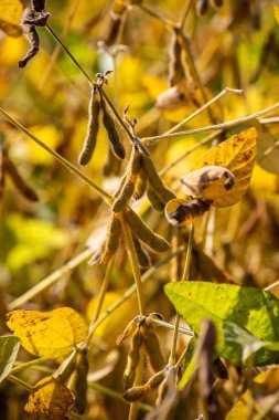 Hasat hazır sahada olgun soya fasulyesi.