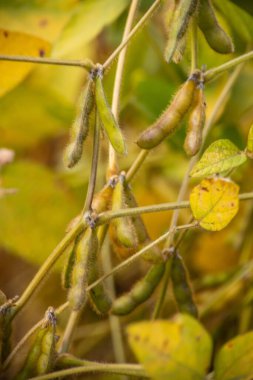 Hasat hazır sahada olgun soya fasulyesi.