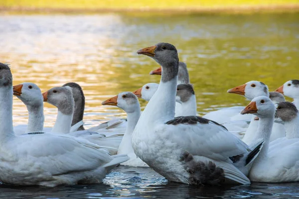 Hausgänse Schwimmen Wasser Ein Schwarm Weißer Schöner Gänse Fluss — Stockfoto