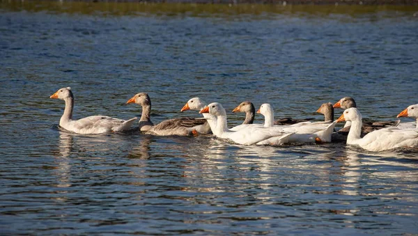 Boerderij Leven Een Kudde Witte Grijze Ganzen Zwemt Een Blauwe — Stockfoto