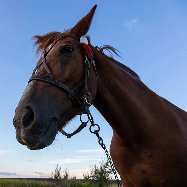 Portret Van Mooi Bruin Paard Blauwe Achtergrond Horse Head — Stockfoto