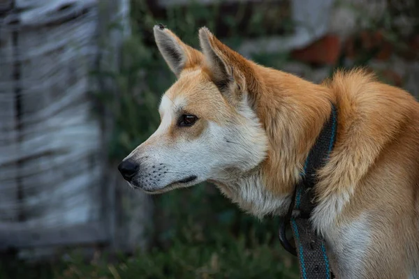 通りに赤い犬 村の農場で混合品種の犬 — ストック写真