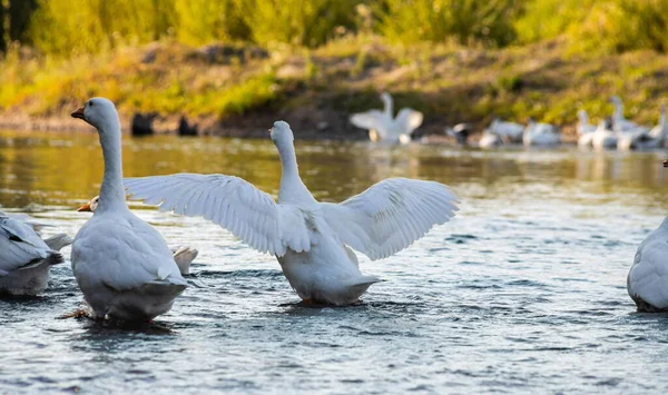 Život Farmě Hejno Bílých Šedých Hus Plave Modrém Jezírku — Stock fotografie