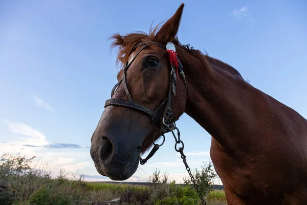 Portret Van Mooi Bruin Paard Blauwe Achtergrond Horse Head — Stockfoto