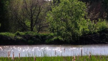 Karşı güneş ışığında göl, rüzgarda sallanan sazlıklar..