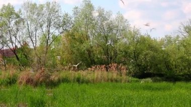 Karşı güneş ışığında göl, rüzgarda sallanan sazlıklar..