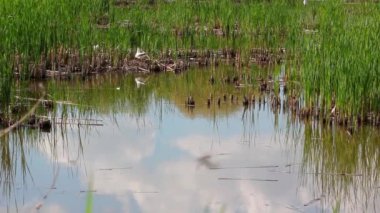 Karşı güneş ışığında göl, rüzgarda sallanan sazlıklar..