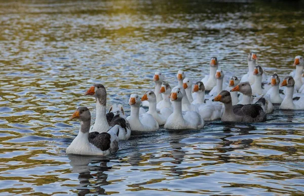 Domácí Husy Plavou Vodě Hejno Krásných Bílých Hus Řece — Stock fotografie