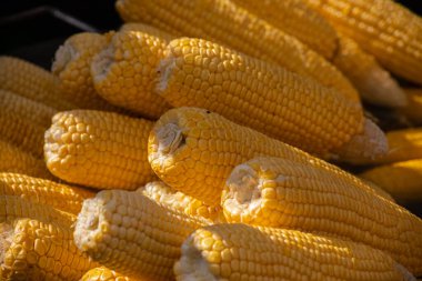 Açık hava gıda pazarında tencerede doğal sarı mısır koçanı pişirme işlemi. Yakın görüş. Profesyonel aşçılık, aşçılık, gastronomi ve sokak yemekleri konsepti..