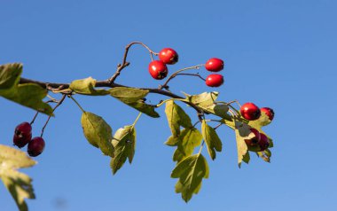 Güneşli sonbahar gün, Olgun alıç dalı yakın.