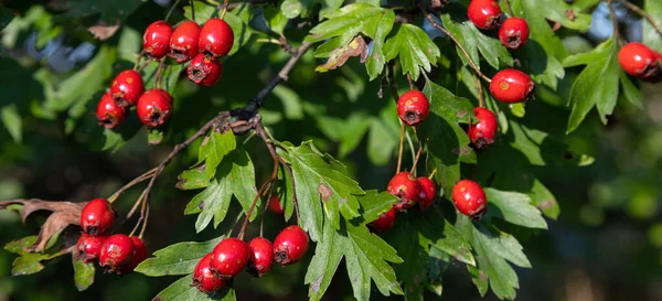 Branche Aubépine Mûre Jour Ensoleillé Automne Gros Plan — Photo