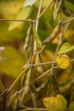 Hasat hazır sahada olgun soya fasulyesi.