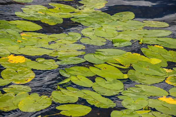 Water Lily Leaves Yellow Water Lily Bond Lily Flowers Photographed — Stock Photo, Image