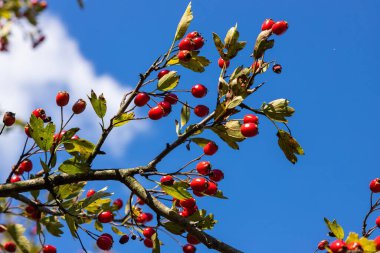Güneşli sonbahar gün, Olgun alıç dalı yakın.