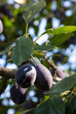 Gün batımında sulu meyveli erik ağacı.