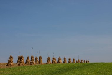 Kuru mısır, sonbaharda bulutsuz mavi gökyüzü arkaplanının kopyalanmasından sonra boş çimenlik alanda altın demetleri saplar. Huzurlu manzara, kırsal sonbahar manzarası.